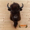 bison buffalo taxidermy shoulder mount for sale