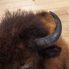Excellent American Bison Taxidermy Shoulder Mount SW11074