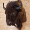 Excellent American Bison Taxidermy Shoulder Mount SW11074
