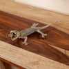 Excellent Gecko Taxidermy Mount SW11075