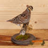 bobwhite quail full body lifesize taxidermy mount for sale