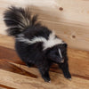 Excellent Skunk Full Body Taxidermy Mount SW11077
