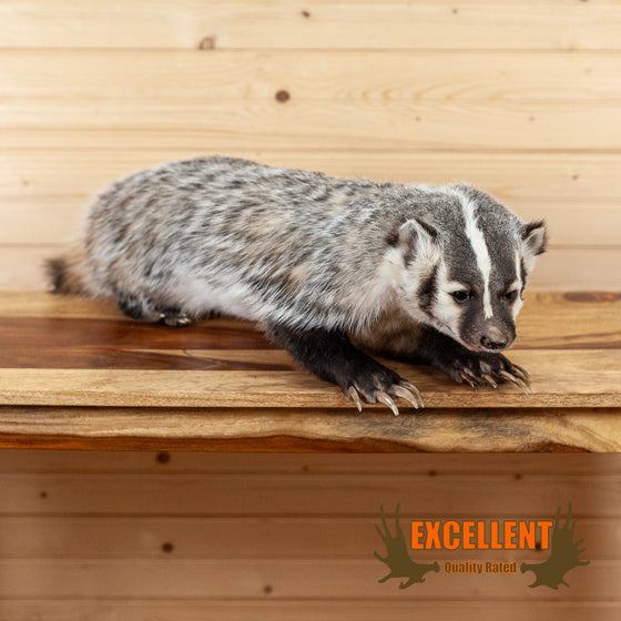 badger full body lifesize taxidermy mount for sale