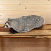 Excellent Badger Lifesize Full Body Taxidermy Mount SW11078