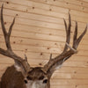 Excellent 10 Point Mule Deer Buck Deer Taxidermy Shoulder Mount SW11086