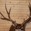 Excellent 10 Point Mule Deer Buck Deer Taxidermy Shoulder Mount SW11086