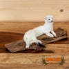 ermine stoat weasel taxidermy mount for sale