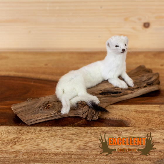 ermine stoat weasel taxidermy mount for sale