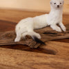 Excellent Ermine Weasel Taxidermy Mount SW11088