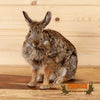 cottontail rabbit full body lifesize taxidermy mount for sale