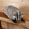 Premier Badger Lifesize Full Body Taxidermy Mount SW11089