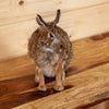 Premier Cottontail Rabbit Taxidermy Mount SW11087
