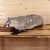 Premier Badger Lifesize Full Body Taxidermy Mount SW11089