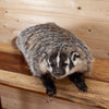 Premier Badger Lifesize Full Body Taxidermy Mount SW11090