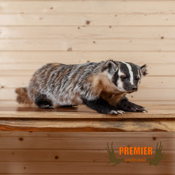 badger full body lifesize taxidermy for sale