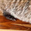 Premier Badger Lifesize Full Body Taxidermy Mount SW11091