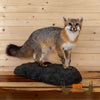 gray fox full body lifesize taxidermy mount for sale