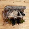 Excellent Peeking Badger Taxidermy Mount SW11107