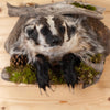 Excellent Peeking Badger Taxidermy Mount SW11108