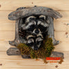 raccoon half body taxidermy mount peeking dent for sale