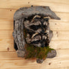 Excellent Pair of Raccoon Kits Peeking Taxidermy Mount SW11110