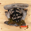 raccoon half body taxidermy mount pair peeking den for sale