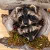 Excellent Pair of Raccoon Kits Peeking Taxidermy Mount SW11111