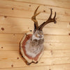 Excellent Jackalope with Whitetail Deer Antlers Taxidermy Shoulder Mount SW11112
