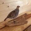 Excellent Female Hungarian Partridge Taxidermy Mount SW11212