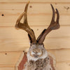 Excellent Jackalope with Whitetail Deer Antlers Taxidermy Shoulder Mount SW11112