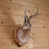 Excellent Jackalope with Whitetail Deer Antlers Taxidermy Shoulder Mount SW11113
