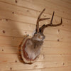 Excellent Jackalope with Whitetail Deer Antlers Taxidermy Shoulder Mount SW11115
