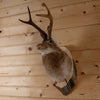Excellent Jackalope with Whitetail Deer Antlers Taxidermy Shoulder Mount SW11116