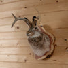 Excellent Jackalope with Whitetail Deer Antlers Taxidermy Shoulder Mount SW11117