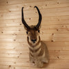Premier 16" Pronghorn Antelope Taxidermy Shoulder Mount SW11130
