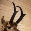 Premier 16" Pronghorn Antelope Taxidermy Shoulder Mount SW11130