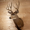 Excellent 5X6 Mule Deer Buck Deer Taxidermy Shoulder Mount SW11131