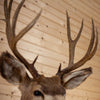 Excellent 5X6 Mule Deer Buck Deer Taxidermy Shoulder Mount SW11131