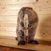 Excellent Beaver Full Body Taxidermy Mount SW11132