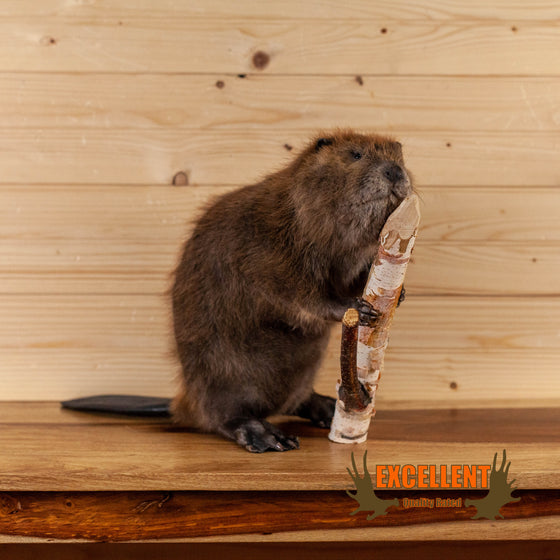 beaver full body lifesize taxidermy mount for sale