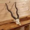 Excellent Blackbuck Antelope Skull with Horns SW11135