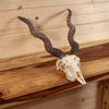 Excellent Blackbuck Antelope Skull with Horns SW11136