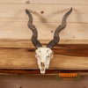 blackbuck skull horns indian asian exotic oddity for sale