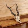 Excellent Blackbuck Antelope Skull with Horns SW11137
