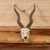 blackbuck skull horns taxidermy oddity exotic for sale