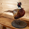 Excellent Perched Ringneck Pheasant Taxidermy Mount KG3057