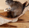 Excellent Muskrat Paddling a Canoe Full Body Taxidermy Mount SW11148