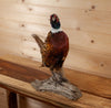 Excellent Perched Ringneck Pheasant Taxidermy Mount SW11149