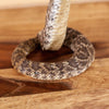 Nice Diamondback Rattlesnake Full Body Taxidermy Mount SW11157