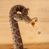 Nice Diamondback Rattlesnake Full Body Taxidermy Mount SW11158